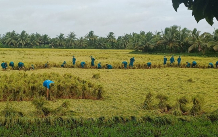 Lực lượng quân sự xã Phú Đức, huyện Long Hồ, tỉnh Vĩnh Long giúp dân cứu lúa bị dổ sập do mưa lớn kèm giông lốc